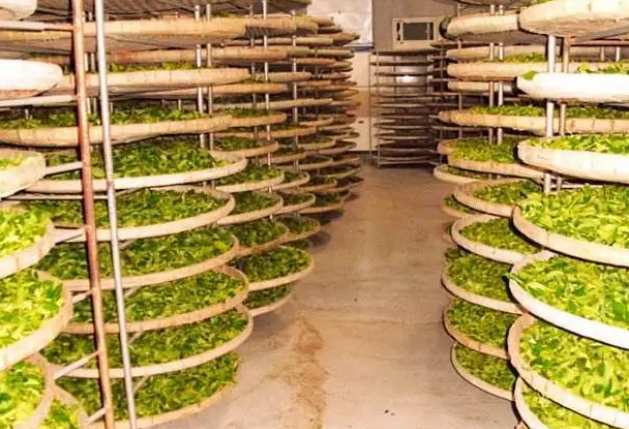 建造茶葉冷庫過程中需要注意哪些事項(xiàng)？